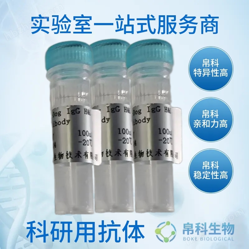 Recombinant rabbit monoclonal antibody targeting 5-lipoxygenase