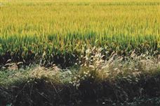 生態(tài)環(huán)境法典總則編、生態(tài)保護(hù)編和綠色低碳發(fā)展編草案擬提請(qǐng)二審