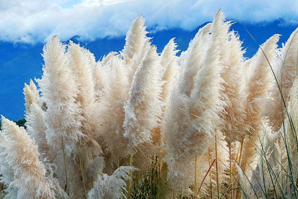 《鹽城市農(nóng)作物秸稈綜合利用條例》更新發(fā)布！