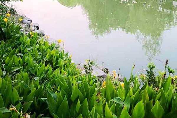 环保新质生产力 | 黄陂区乡镇生活污水治理一体化项目