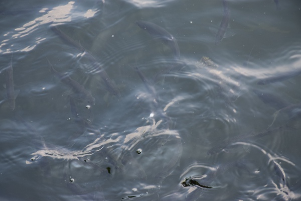 轉(zhuǎn)型攻堅“開門紅”！創(chuàng)業(yè)環(huán)保集團德清項目產(chǎn)能實現(xiàn)跨越式提升