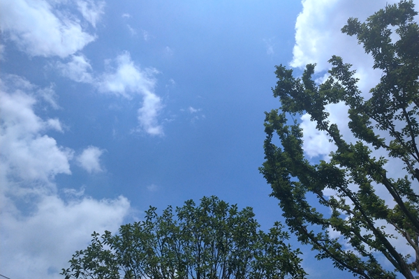 8246萬！中冶焦耐預(yù)中標(biāo)遼陽球團(tuán)超低排放改造EPC總承包