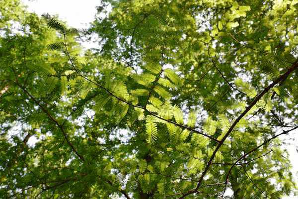 給臭氧層撐把傘：ODS和HFCs備案新規(guī)上線