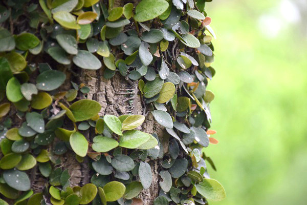 2026年六五環(huán)境日主題確定——“全面綠色轉(zhuǎn)型，共建美麗中國(guó)”